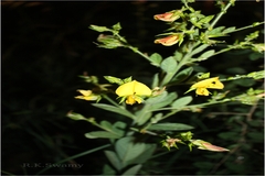 Crotalaria candicans